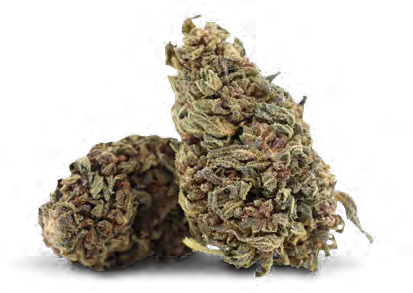 CHOCOLATA SKUNK 30% 10-OH-HHC (from 100g+)